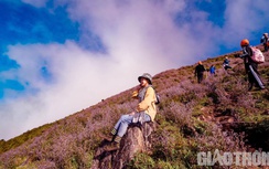 Lên đỉnh Tà Chì Nhù săn mây, ngắm hoa mận rồng
