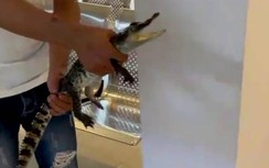 Thực hư chuyện cá sấu xuất hiện trong triều cường ở Cần Thơ?