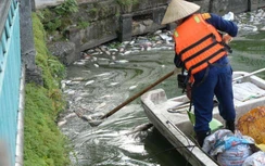 Gần 1 tấn cá đột ngột chết nổi ở hồ Tây, Hà Nội chỉ đạo gì?