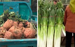 Trầm trồ trước nông sản “khổng lồ” ở Trung Quốc