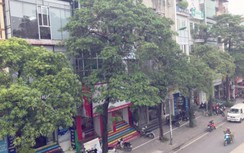 80 cây hoa sữa trên phố Nguyễn Chí Thanh có thể chuyển lên bãi rác Nam Sơn?