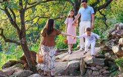 Ngắm vườn hồng cổ triệu view ở xứ Nghệ vào vụ