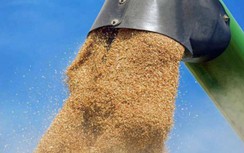 Nga sẵn sàng miễn phí ngũ cốc cho châu Phi nếu thỏa thuận với Kiev thất bại