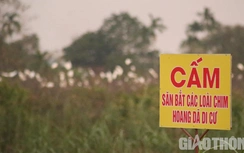 Chim trời bất ngờ trở về sau thời gian dài mất tích, làng lập nhóm bảo vệ