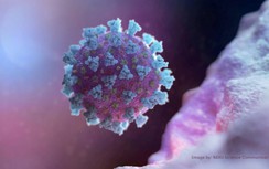 Chuyên gia WHO nói gì về giả thuyết Covid-19 có nguồn gốc nhân tạo?