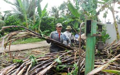 Nhà máy khó mua mía nguyên liệu, giá đường có tăng?