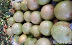 Ngọt ngào mùa thu hoạch vú sữa Lò Rèn - loại quả đặc sản miền Tây