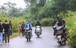 Xe cộ đổ về Vườn quốc gia Ba Vì ngắm hoa dã quỳ, giao thông lộn xộn, ùn ứ