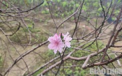 Đào phai hoa kép xứ Thanh rục rịch vào Tết