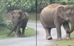 Trắng đêm không ngủ vì voi rừng vào nhà phá hoa màu, dạo bộ dọc tỉnh lộ 544