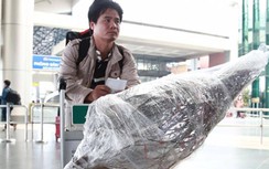 Khách gửi đào, mai qua đường hàng không dịp Tết cần lưu ý gì?