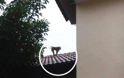 Thái Bình: Xuất hiện khỉ hoang cắn chết chó, tấn công trẻ em