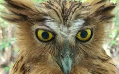 Cận cảnh loài chim cú cá quý hiếm xuất hiện ở Vườn quốc gia Mũi Cà Mau