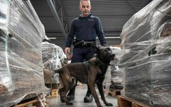 Cảng lớn nhất châu Âu "ngập" trong cocaine