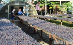 Nghề làm cá khô bổi ở Cà Mau tất bật vào vụ Tết