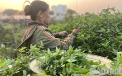 Rau xanh tăng giá chóng mặt, đắt ngang thịt, cá