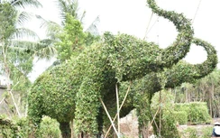 Kiểng, trái cây độc lạ vào mùa phục vụ Tết