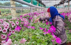 Làng hoa hối hả vào vụ Tết, giá bán có thể nhích lên