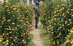 Làng quất rộn ràng vào vụ Tết, giá bán làm giật mình khách mua