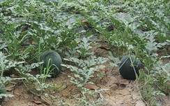 Nông dân Bạc Liêu tất bật vào vụ dưa hấu Tết, phấp phỏng lo giá đầu ra