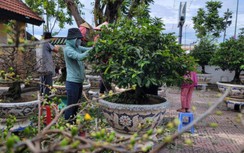 Cận cảnh vườn mai tiền tỷ ở Thủ Đức chờ đại gia rước về chơi Tết