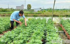 Xuất hiện mưa bất thường, người trồng hoa kiểng ở Bạc Liêu thấp thỏm nỗi lo