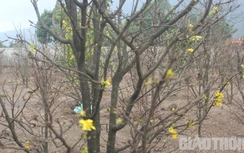 Làng trồng mai dưới chân núi Hoành Sơn sợ mất Tết vì mai nở sớm