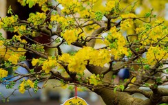 Lễ hội Hoàng mai lần đầu tổ chức trên đất Cố đô Huế có gì độc đáo?