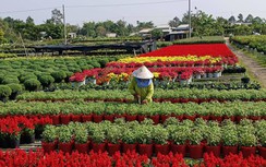 Du khách mê mẩn lạc giữa ngàn hoa khoe sắc thắm trong ngày cận Tết ở Sa Đéc