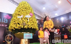 Cận cảnh chậu lan hồ điệp được rao bán gần 1,7 tỷ đồng ở Hà Nội