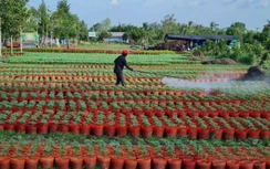 Mưa trái mùa, nông dân trồng hoa kiểng ở Sóc Trăng lo hoa nở sớm