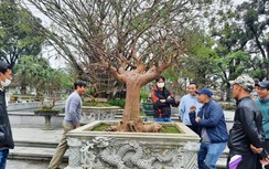 Ngắm “lão” mai thế ngai vàng khoe dáng, đọ thế ở lễ hội Hoàng mai Huế