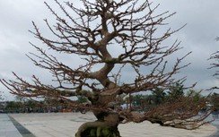 Ngắm loạt mai cổ thụ độc đáo khoe sắc ở Bình Định