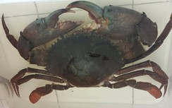 Vì sao giá cua ở Cà Mau bất ngờ tăng gấp đôi?