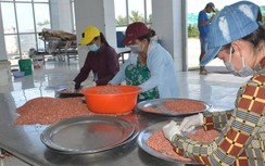 Người làm tôm khô ở Cà Mau phấn khởi vì giá tăng mạnh