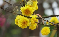 Tết cổ truyền ở miền Tây có gì đặc biệt?