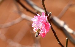 Đào Nhật Tân rung rinh khoe sắc giữa đại ngàn Tây Nguyên