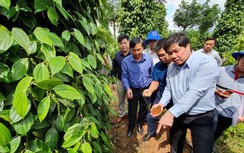 Cà phê, hồ tiêu, điều sắp lên sàn giao dịch hàng hóa liên thông thế giới