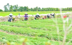 Rộn ràng mùa củ kiệu Tết