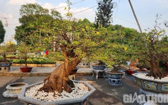 Chợ hoa Tết TP.HCM rộn ràng khoe sắc