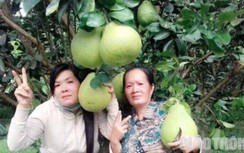 Vĩnh Long: Giá bưởi Năm roi bất ngờ leo thang dịp cận Tết
