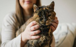 Cô mèo đạt kỷ lục Guiness về cao tuổi nhất thế giới