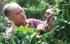 Gặp ông chủ “vườn bách thú” hoa kiểng miền Tây