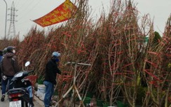 Ngày 29 Tết: Đào rừng giảm giá vẫn ế, khách chỉ đến xem rồi về