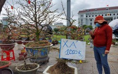 Giảm giá sập sàn, chợ hoa Tết Đà Nẵng vẫn đìu hiu