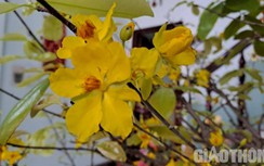 Hoa mai trong tâm thức người dân Nam bộ