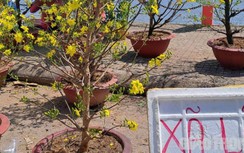 Cần Thơ: Mai ế, người bán quyết chở về, không bán rẻ xả hàng