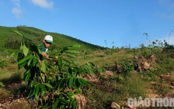 Chàng trai xứ miệt vườn thành công bất ngờ khi chọn quê vợ để… khởi nghiệp