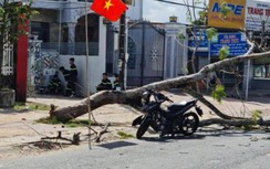 Hai thanh niên nhập viện vì cây điệp bật gốc đổ đè trúng trưa 30 Tết