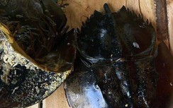 Sức khỏe 3 người ở Khánh Hòa ngộ độc nghi ăn nhầm so biển hiện ra sao?